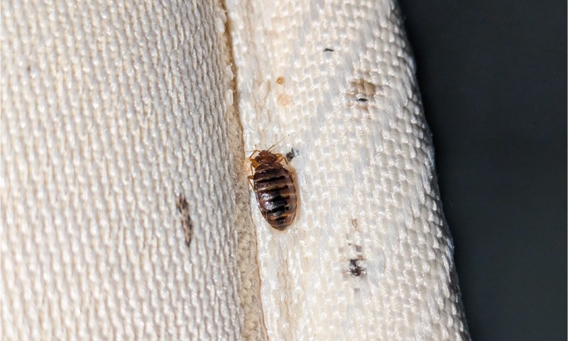 A close-up of a mattress seam, a common hiding spot for bed bugs.